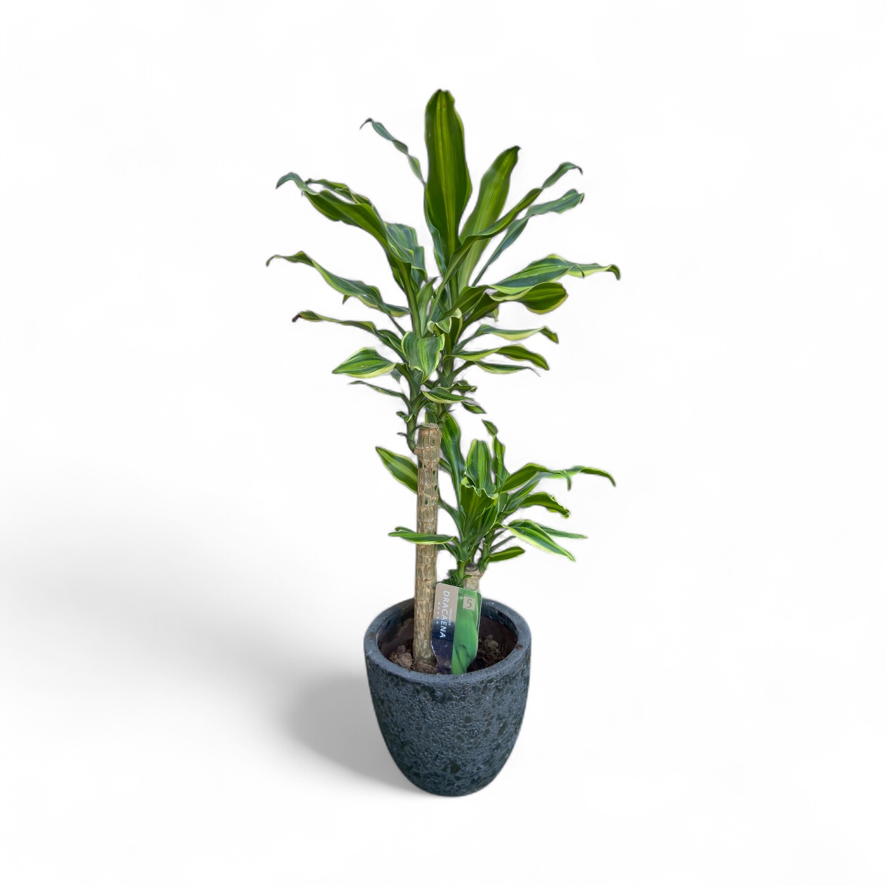 Dracaena Cintho 2t
