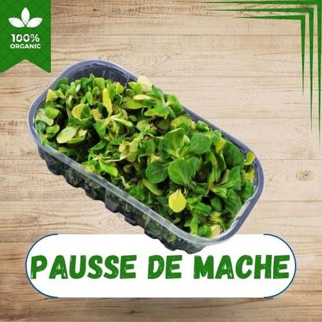 PAUSSE DE MACHE