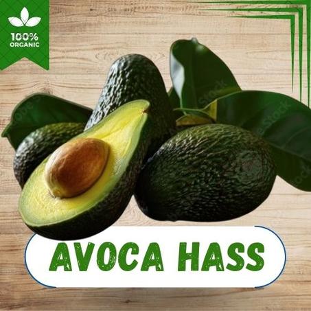 AVOCAT HASS