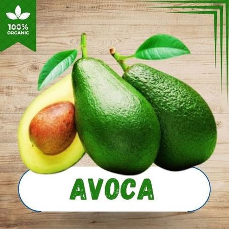AVOCA