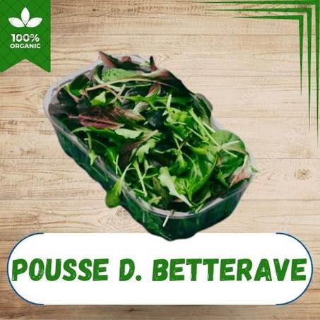 POUSSE DE BETTERAVE