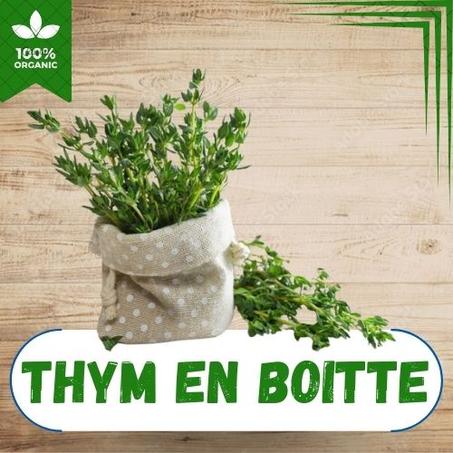 THYM EN BOTTE