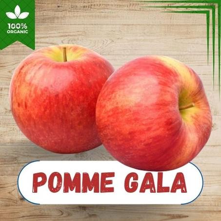 POMME GALA IMPORT