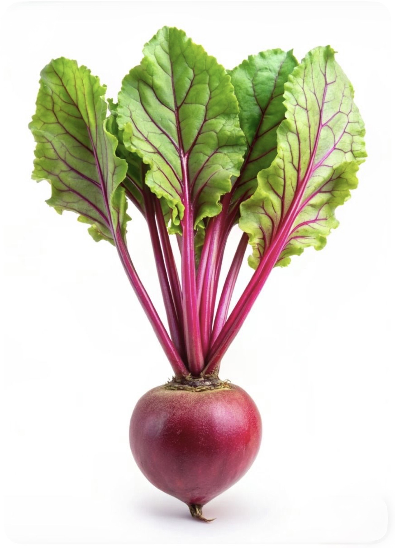 Betterave  (1kg) باربة