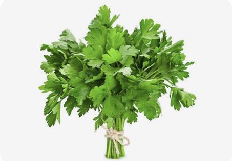 Coriandre – قزبر (1unité)