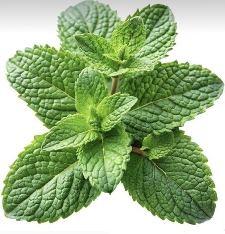 Menthe – نعناع (1 unité)