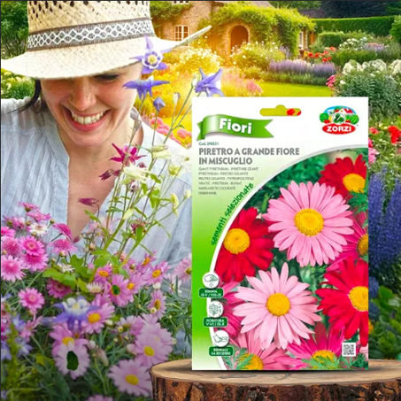 بذور الزهور الكندية