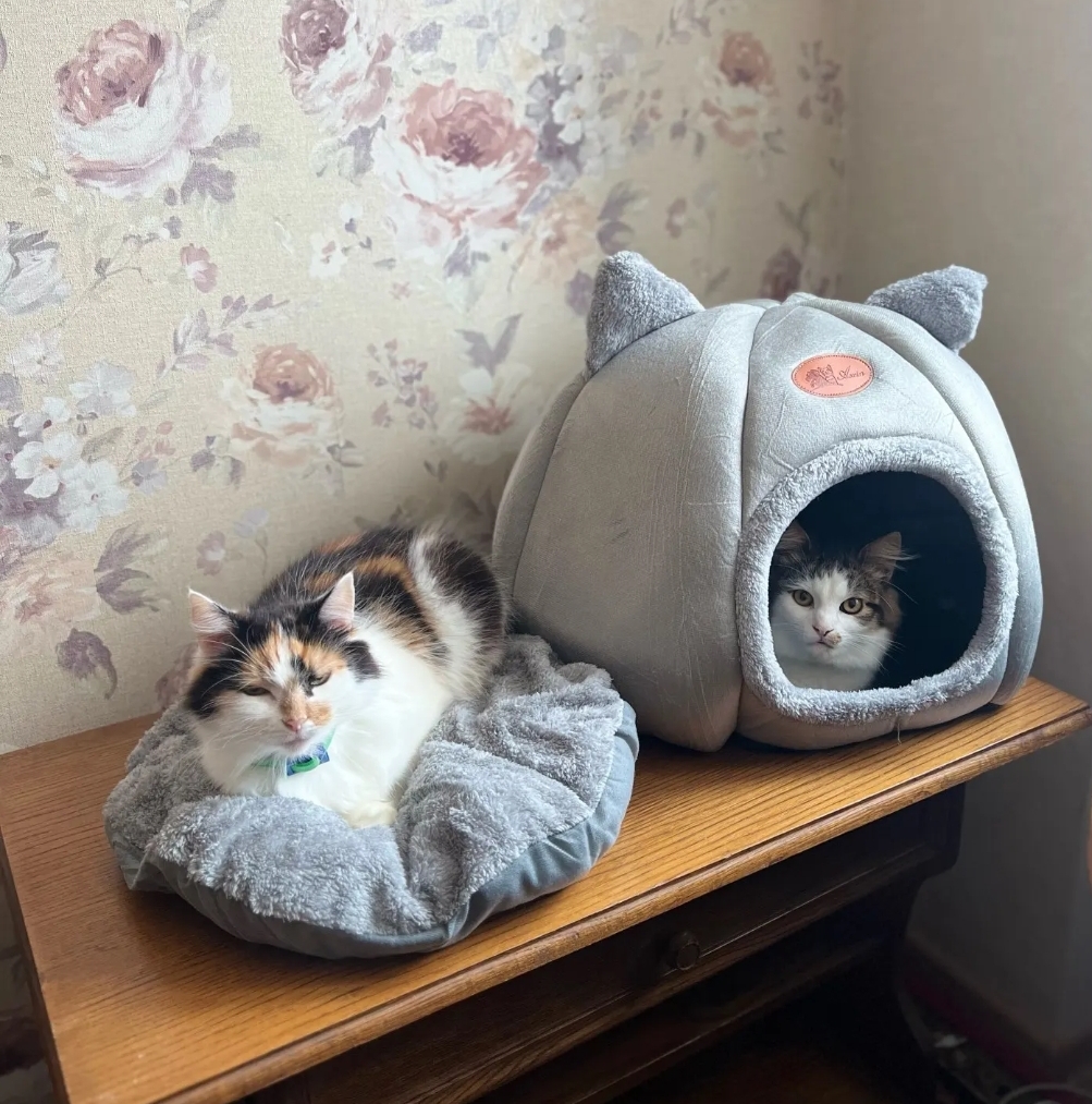 Warm cat house for winter