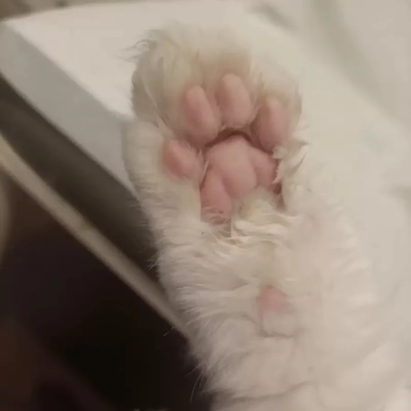 Tondeuse pour Chien et Chat – Légere et Silencieuse