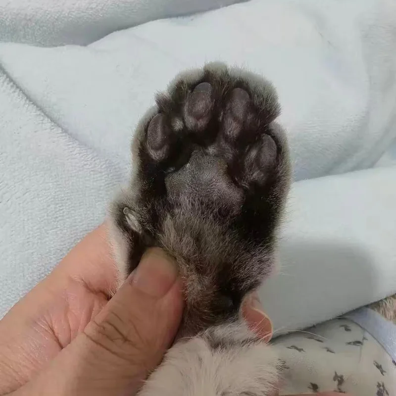 Tondeuse pour Chien et Chat – Légere et Silencieuse