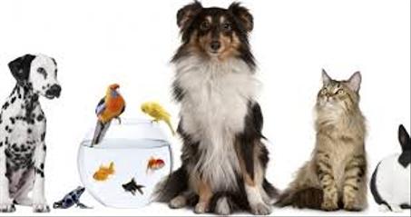 قسم الحيوانات الأليفة