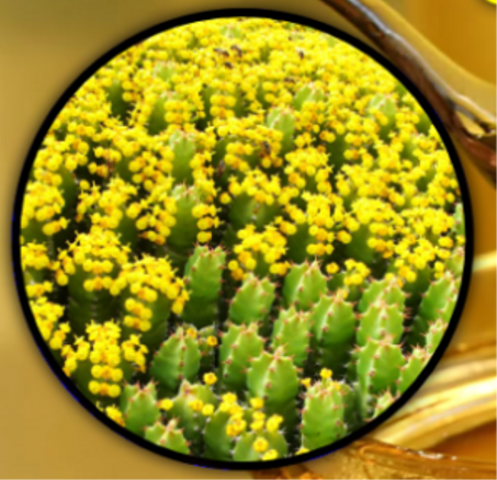 انواع العسل