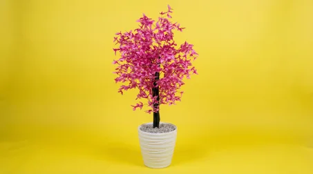 🌸  لمسة رقي مستوحاة من زهور الساكورا 🌸