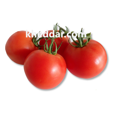 TOMATE – الطماطم