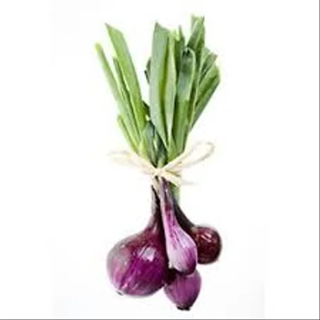OIGNON LÉGUME – بصلة خضارية