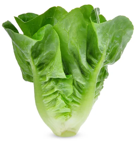 Laitue – الخس(1 pièce)