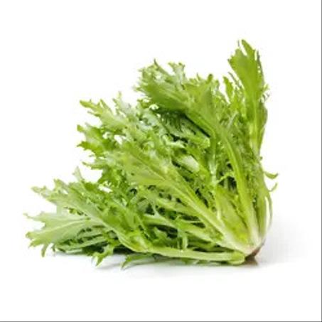 salade frisee  خس مجعد