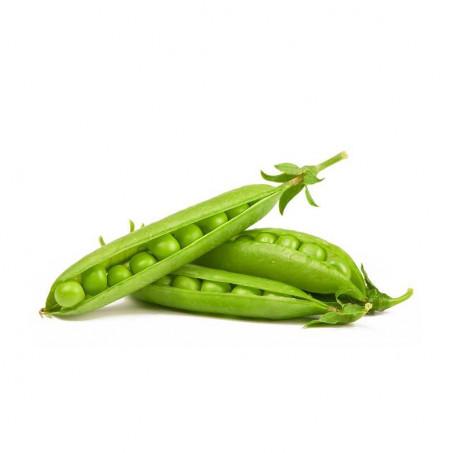 PETIT POIS – جلبانة