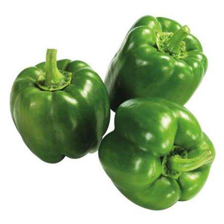 POIVRON VERT – فلفل أخضر