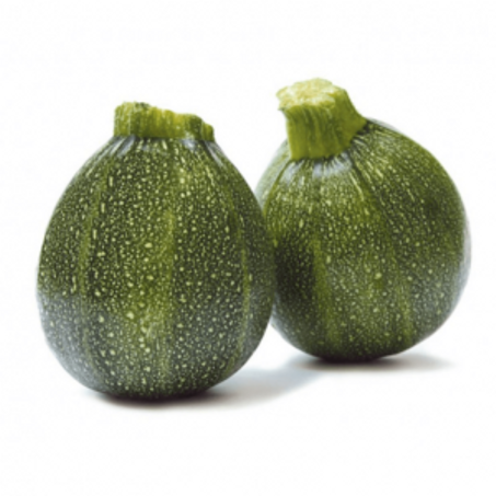 COURGETTE RONDE – كوسة دائرية