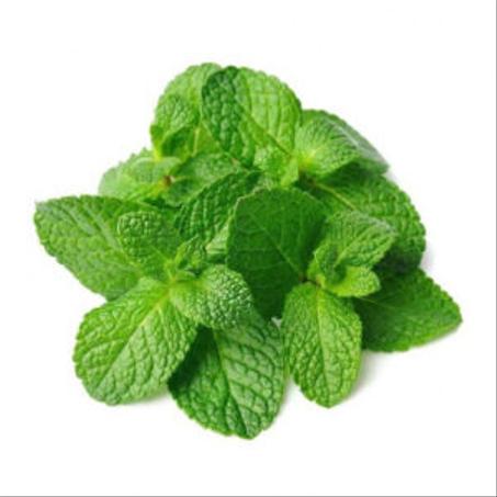 MENTHE – نعناع (ربطة)