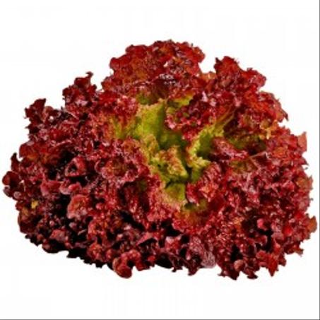 La salade rouge خس لولو أحمر