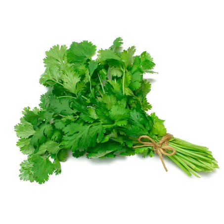 1 Manojo Cilantro