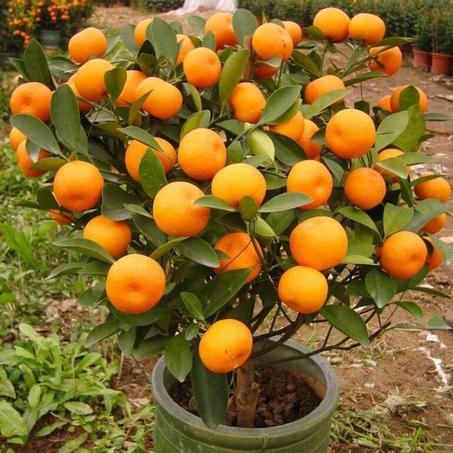 Graines d'orange -ikhlas