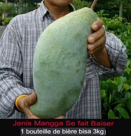 Graines du plus grand type de mangue y