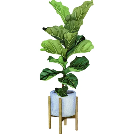 Fourniture des plantes d'intérieur ,pots