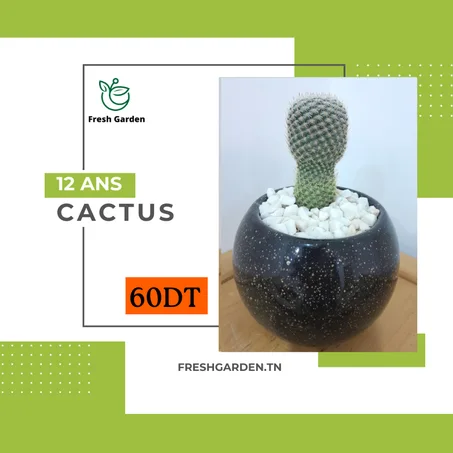 Cactus 12 ANS