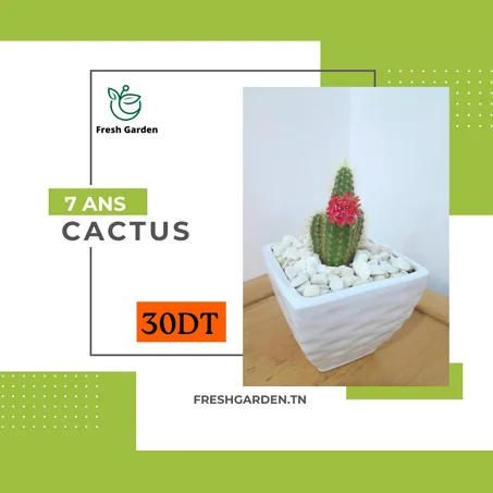 Cactus 7 ANS