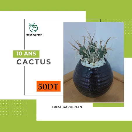 Cactus 10 ANS