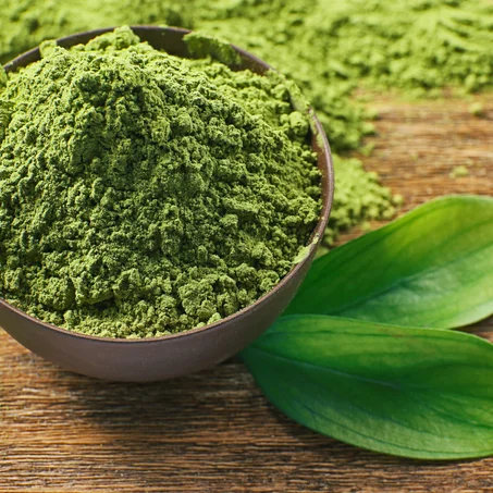 المورينجا الاصلية