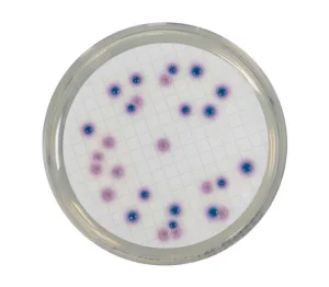Chromogène pour bactéries Coliformes (CCA) – Gélose