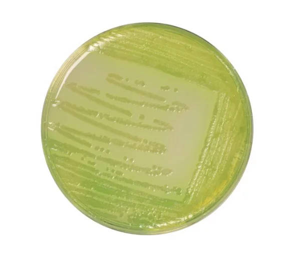 Cétrimide – gélose