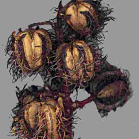 huile de ricin زيت الخروع + Huile de sésame زيت السمسم +Huile de nigelle زيت الحبة السوداء