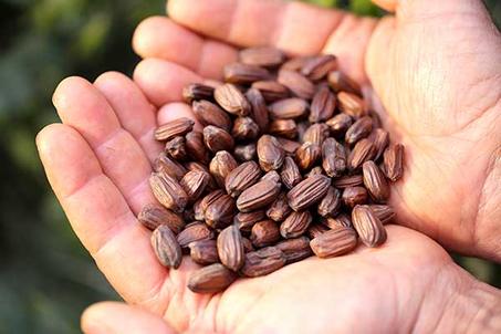 زيت بذور العنب +زيت دوار الشمس+زيت الجوجوبا