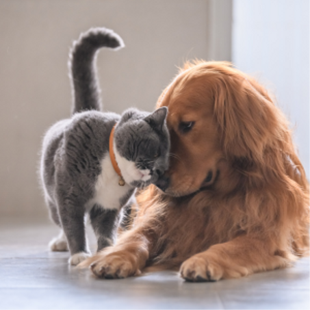 مستلزمات الحيوانات الأليفة