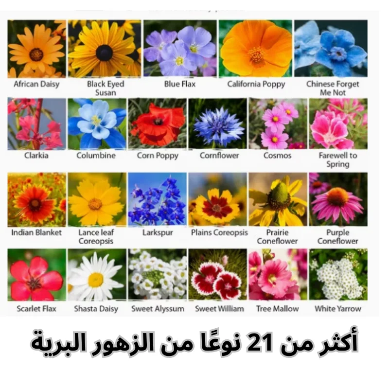 21 Wildflower Seed Pack Bundle