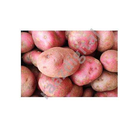 Pomme de terre rouge – بطاطة حمراء (1kg)