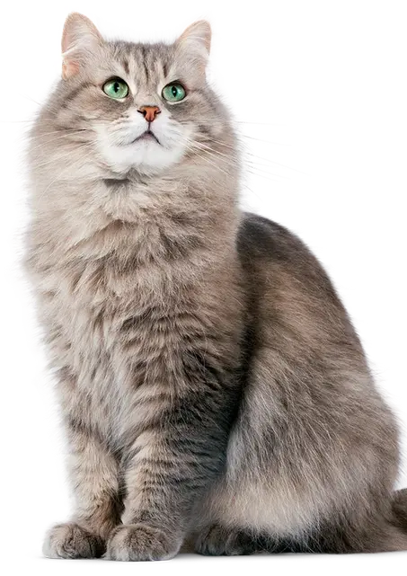 Friandises pour chats