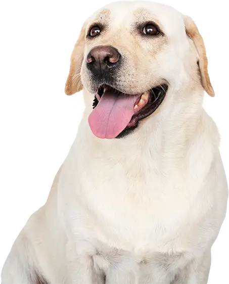 Friandises pour Chiens