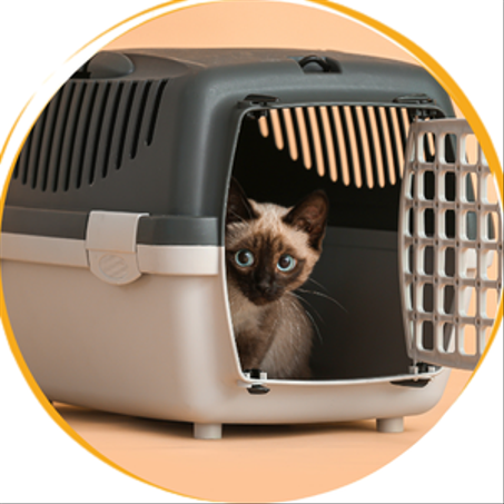 نقل القطط - Transport pour chats