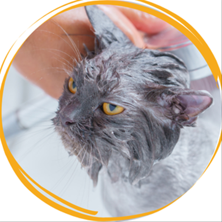 Hygiène - نظافة