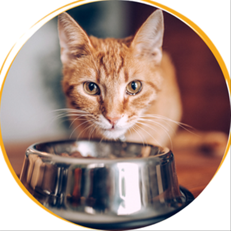 صحون طعام - Gamelles et fontaines