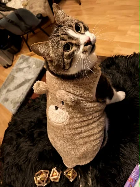 Gilet en peluche avec motif d'ours mignon et oreilles 3D, idéal pour l'automne et l'hiver (taille M)