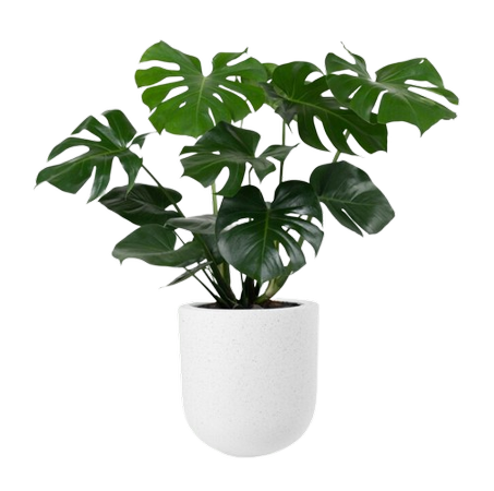 نباتات منزلية