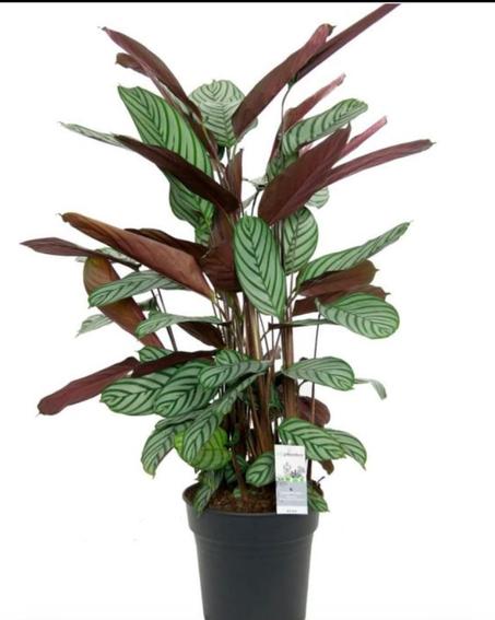 Plantes d'intérieur : Calathea
