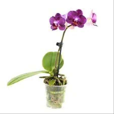 Fleur d'intérieur : phalaenopsis, orchidées
